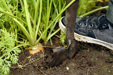 Pulling carrots from ground by hand, selective focus.の写真素材