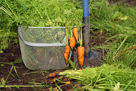 Freshly picked ripe carrot bunch in basketの写真素材