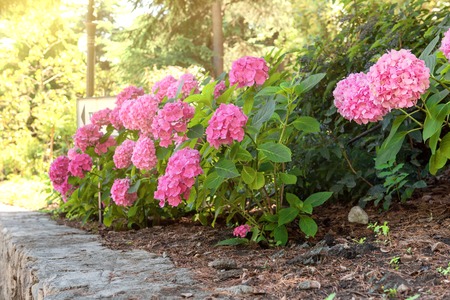 Purple, pink, blue and white hydrangea bushes in a garden.の写真素材