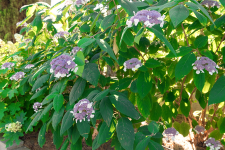 Purple, pink, blue and white hydrangea bushes in a garden.の写真素材