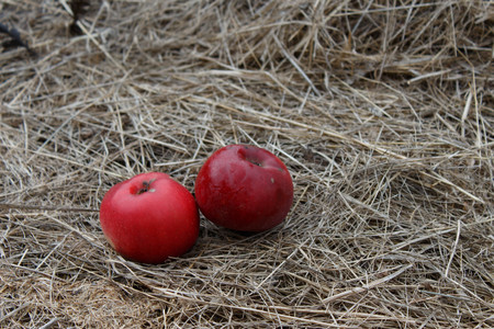 Red and ripe apples on hay in autumn. Apple orchardの写真素材