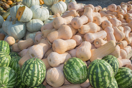 Ripe pumpkins and watermelon at farmer market in Georgia. pumpkin and watermelon harvest in autumn season. agriculture pumpkins and watermelonの写真素材