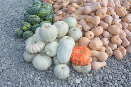 Ripe pumpkins at farmer market in Georgia. Autumn picked pumpkins. agriculture pumpkinsの写真素材