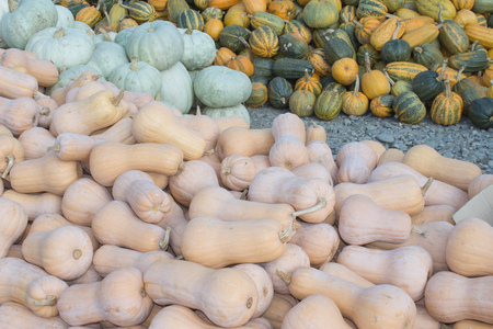 Ripe pumpkins at farmer market in Georgia. pumpkin harvest in autumn season. agriculture pumpkinsの写真素材