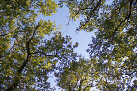 Upper Branches Of Tree. Sunlight Through Green Tree Crown - Low Angle View. Forest backgroundの写真素材