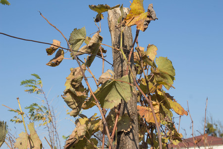 At the end of the season & after grape picking the vine leaves begin to yellow. Vine with green and yellow leaves on background of blue sky in sunny dayの写真素材