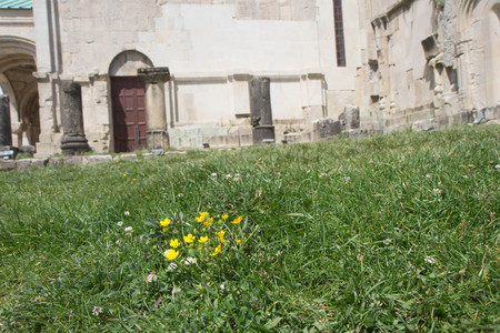 A Spring day. Green grass, Yellow flower with ruins in backgroundの写真素材