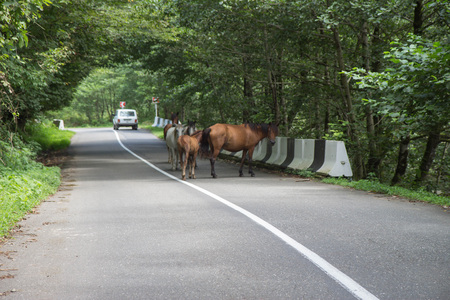 The herd of horses is on the road. Horse crossing road. Ñar on road with horseの写真素材