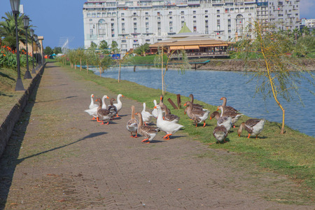 Park and lake in Batumi. Geese in the park near the lakeの写真素材