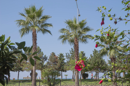 Park in the city Batumi center on a sunny spring day. Park in center of Batumiの写真素材