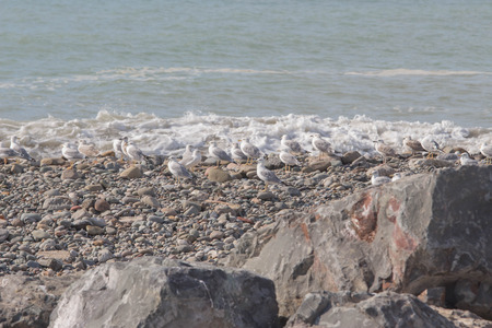 Group of Yellow-legged Gull, in a beach of Batumi, black Sea. Seagull on stoney beachの写真素材