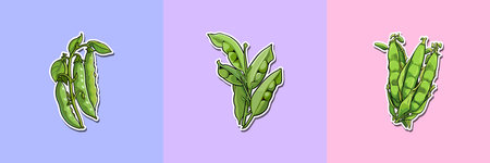 snow peas sticker. kawaii cartoon illustrationのイラスト素材