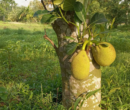 Beautiful Jackfruits in a beautiful sunny morningのeditorial素材