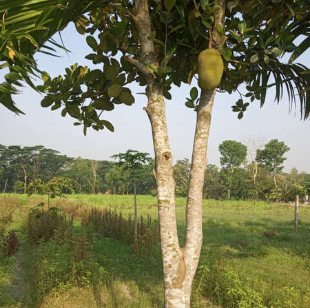 Lovely Jackfruit on a Y shaped tree in a beautiful sunny morning