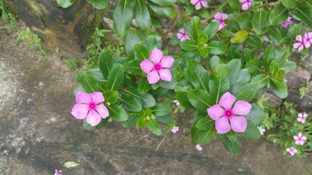 Beautiful Rose Periwinkle flowers in sunlight closeupのeditorial素材