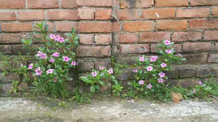 Beautiful Rose Periwinkle flowers in sunlightのeditorial素材