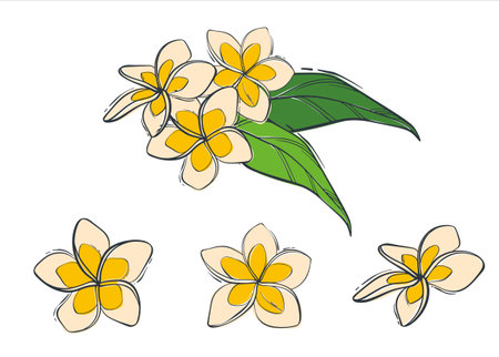 Set of illustrations with frangipani flowers. Indian plumeria flower. trendy vector background.のイラスト素材
