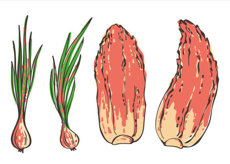 A set of kimchi from cabbage and green onions. Korean spicy food. Asian Traditional Cuisine. Vector illustration in a flat style.のイラスト素材