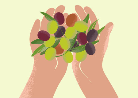 Hands holding a handful of ripe olives. Harvesting at a local farm. Botanical drawing in modern style. Fresh greens for ecological design.のイラスト素材