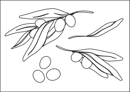 Branches of olives with ripe olives. Black and white illustration. Botanical drawing in linear style. Separate elements on a white background.のイラスト素材