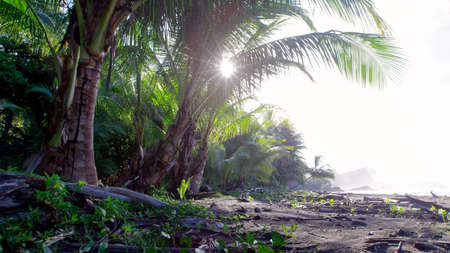 morning in the forestの写真素材