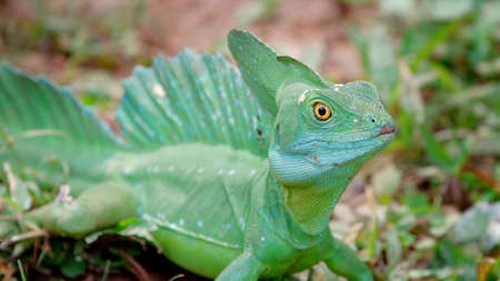 green lizard in the field.の写真素材