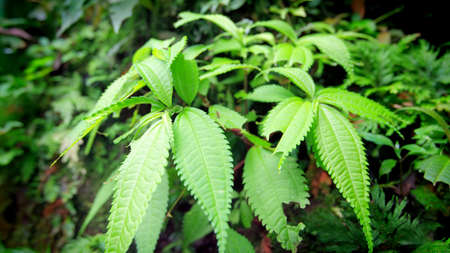 green fern leavesの写真素材