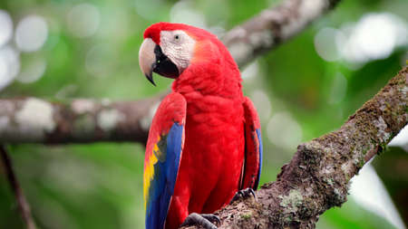 macaw close up backgroundの写真素材