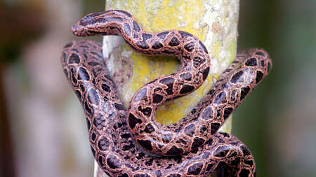 snake on a tree background.の写真素材