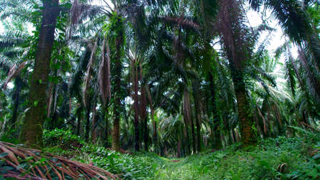 sun rays through treesの写真素材