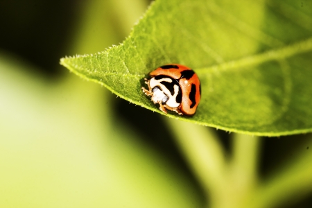 Ladybird on green leaf with a green の写真素材
