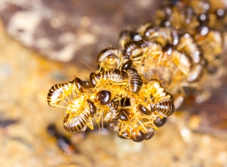 group of termite wood eater