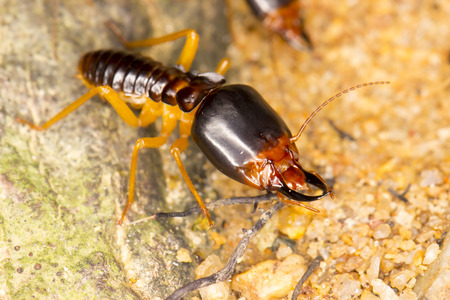 Termites soldier on nature background