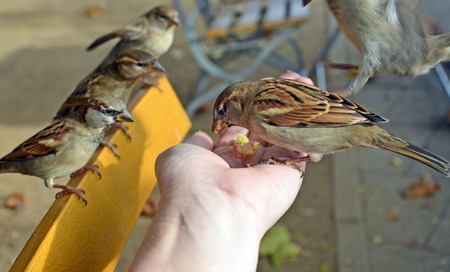 Cheeky Sparrow eating out of a hand while other birds look onの写真素材