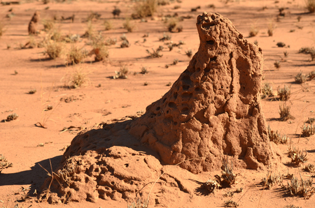 Termite mound in Outback Australiaの写真素材