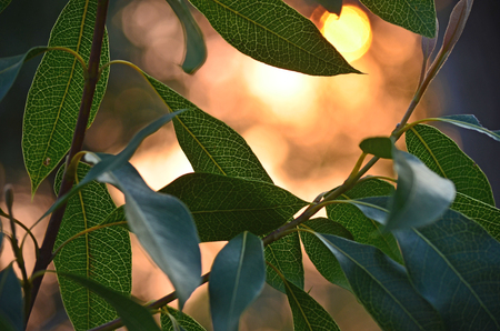 Waratah leaves backlit by sunlight at duskの写真素材
