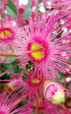 Pink Australian gum tree flowers being pollinated by a beeの写真素材