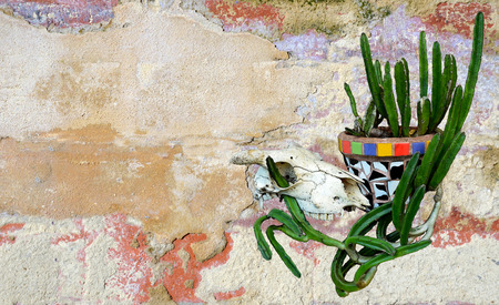 Animal (sheep) skull and Mexican mosaic pot plant with cactus on a rustic rendered painted wall background. Mexican or western ranch theme.の写真素材