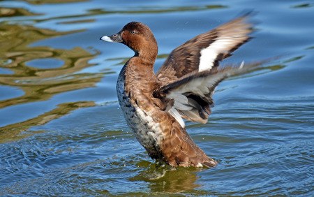 Australian Hardhead Duck about to take flight from the waterの写真素材