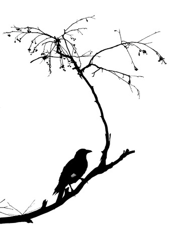 Silhouette (monochrome) of an Australian Pied Currawong perched on a bare leafless treeの写真素材