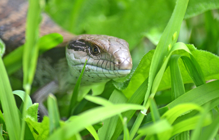 Australian Blue Tongue Lizard poking its tongue out. Common visitor to gardens and backyards of Sydney, Australia.の写真素材
