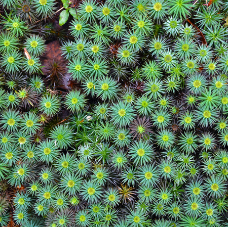 Giant moss, Dawsonia polytrichoides forming a ground cover in Australian rainforest, Royal national...