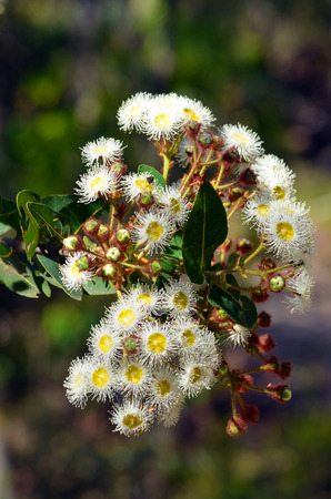 Cluster of white and yellow gumtree (Angophora hispida) flowers in the Australian bushの写真素材