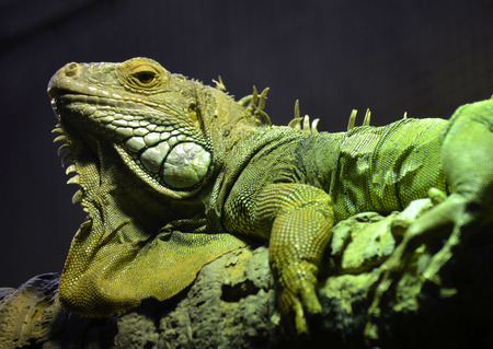 Big green scaly Iguana with its frills and folds of skin, basking on a tree branchの写真素材