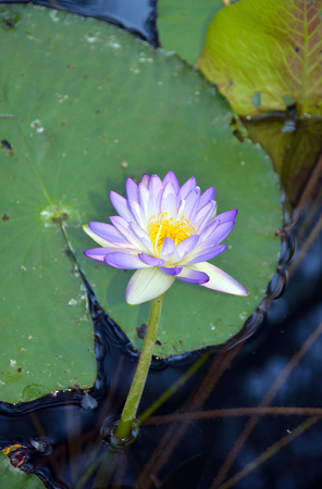 Purple waterlily (Nymphaea) flower in a Queensland river, Australiaの写真素材