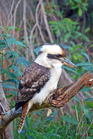 Australian Laughing Kookaburra (Dacelo novaeguineae) perched in a treeの写真素材