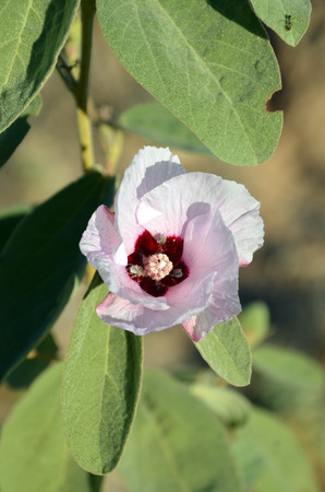 Australian pink Sturts desert rose flower. Floral emblem of the Northern Territory, Australiaの写真素材