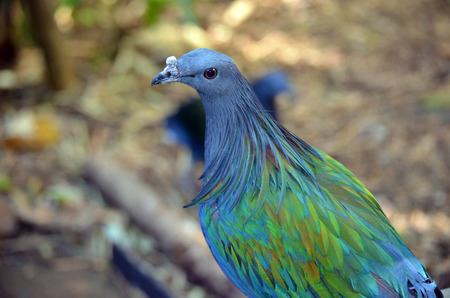 Beautiful iridescent blue and green feathers of a Nicobar pigeon. A relative of the extinct Dodoの写真素材
