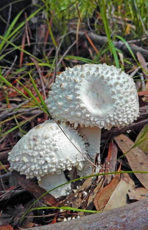White puffy Amanita mushrooms (fungi) growing on the forest floorの写真素材