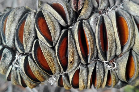 Close up of an Australian Banksia seed podの写真素材
